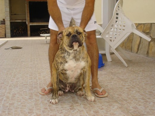 KIRA, bulldog americano en Agosto 2010 cumplo 1 año